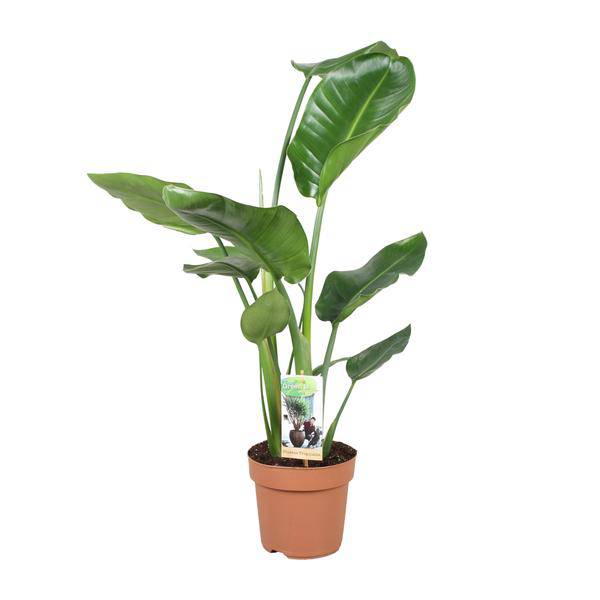 Baum – Strelitzie – Strelitzia Nicolai – Riesenweiße Paradiesvogelblume – tropische Zimmerpflanze – pflegeleicht & dekorativ – Ø17cm – ca. 60cm hoch