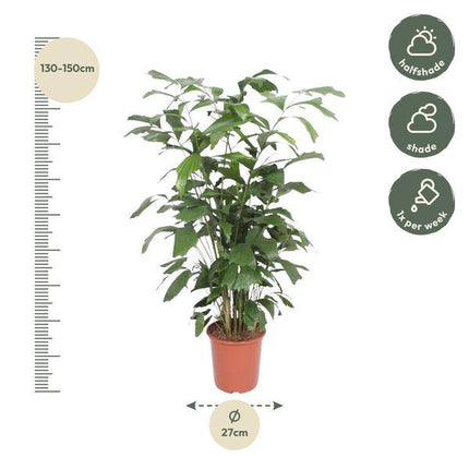 Fischschwanzpalme – Caryota Mitis – Zimmerpflanze – 140cm – Ø27cm – Exotische Palme mit fächerförmigen Blättern für Wohnzimmer und Büro