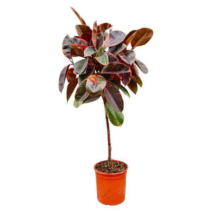 Gummibaum - Ficus Elastica Belize – Zimmerpflanze – ca. 130 cm hoch – Ø24 cm – Buntes Laub – Pflegeleicht & Luftreinigend