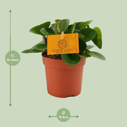 Zwergpfeffer Peperomia Obtusifolia Zimmerpflanze Ø11cm ↕15cm – pflegeleichte Grünpflanze für Wohnzimmer, Büro & helle Standorte kaufen