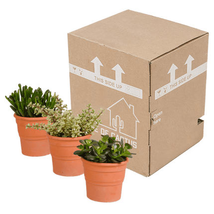 Crassula Mix – Dickblatt 3 Pflanzen– Ø10,5cm Zimmerpflanzen im Terrakotta-Topf – Verschiedene Sukkulenten im mediterranen Tontopf – Pflegeleichte Pflanzen für Fensterbank, Büro & Wohnzimmer