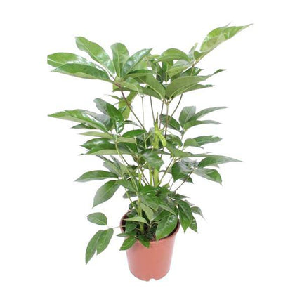 Regenschirmbaum Schefflera Actinophylla Amate – Zimmerpflanze Ø24cm ↕100cm – pflegeleichte Grünpflanze luftreinigend für Wohnzimmer Büro