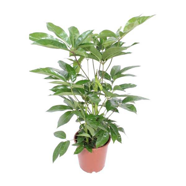 Regenschirmbaum Schefflera Actinophylla Amate – Zimmerpflanze Ø24cm ↕100cm – pflegeleichte Grünpflanze luftreinigend für Wohnzimmer Büro
