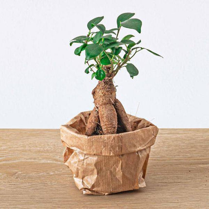 Chinesische Feige Ficus Ginseng Bonsai – Zimmerpflanze Microcarpa Ø6cm – Mini-Bonsai mit markanter Wurzelstruktur