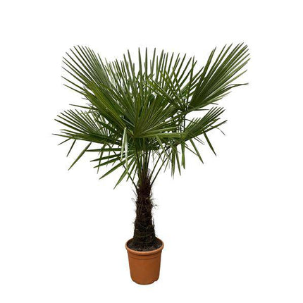 Hanfpalme – Trachycarpus 180cm – Ø30cm – Immergrüne Palme mit fächerförmigen Blättern – Pflegeleicht