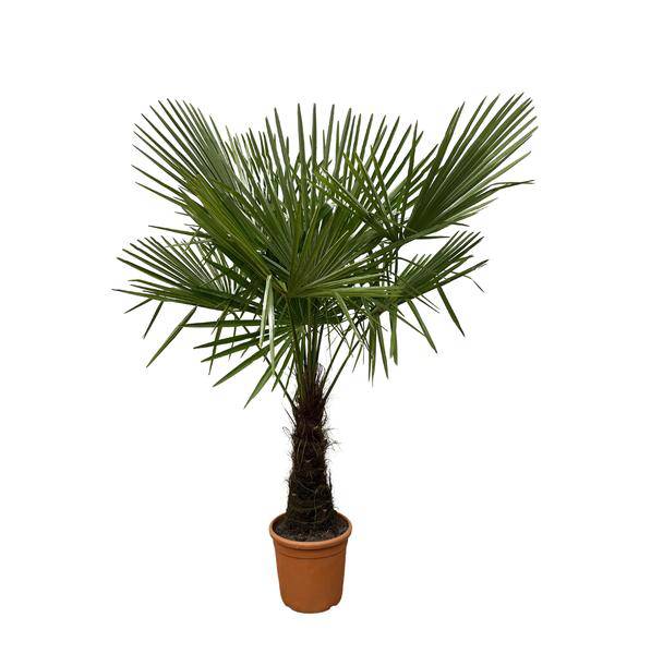 Hanfpalme – Trachycarpus 180cm – Ø30cm – Immergrüne Palme mit fächerförmigen Blättern – Pflegeleicht