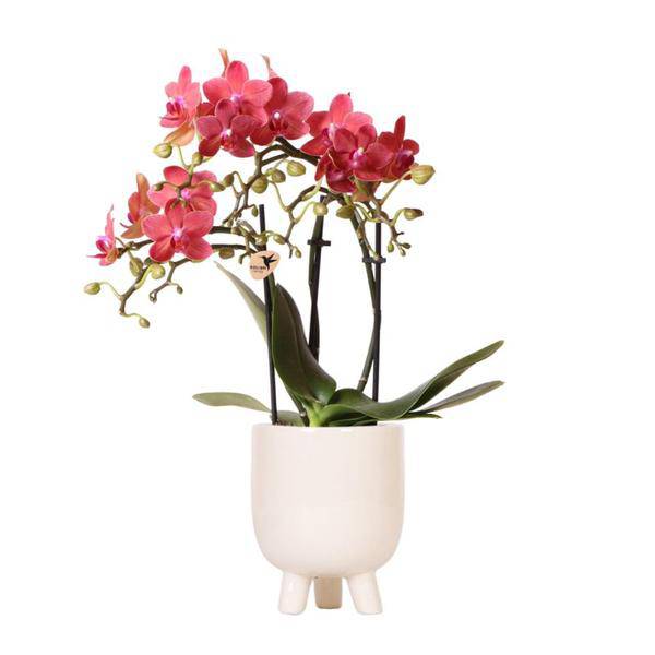 Phalaenopsis Orchidee Rot – Congo – Mit Gummitopf Travertin Keramik – Ø9cm – Höhe ca. 40cm – Blühende Zimmerpflanze mit 2-3 Zweigen – Elegante Deko & Geschenkidee