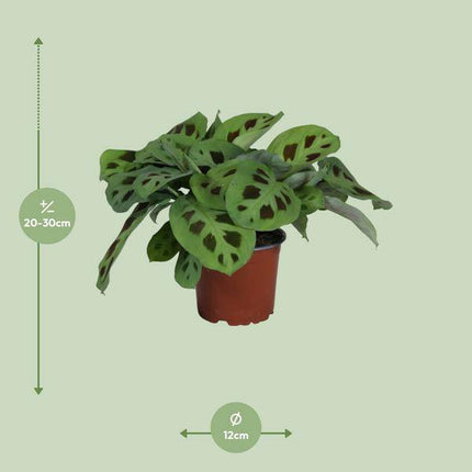 Pfeilwurz – Maranta Leuconeura Kerchoveana – Gebetspflanze – Zimmerpflanze – Ø12cm – ↕30cm – Tropische Blattschmuckpflanze