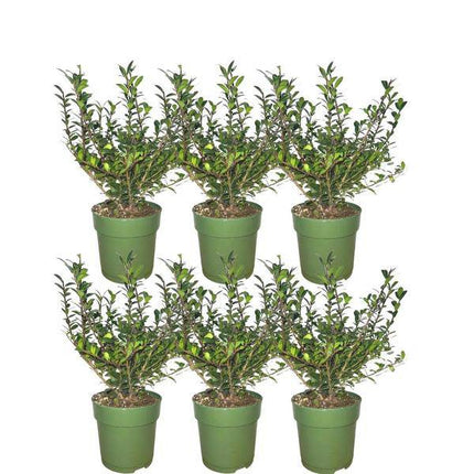 Stechpalmenhecke – Ilex crenata 'Jenny' – 6 immergrüne winterharte Pflanzen – 1 Meter – kompakte Heckenpflanze für Garten & Terrasse