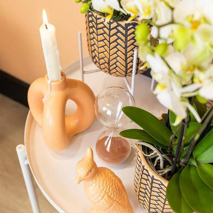 Deko – Kakadu Zimmerpflanze – pflegeleichte Grünpflanze für Wohnzimmer, Büro & helle Standorte kaufen