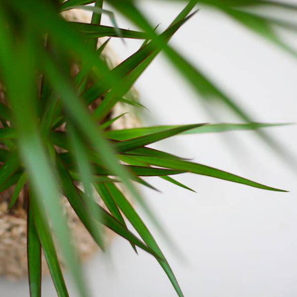 Drachenbaum – Dracaena Marginata – ↕95 cm – Ø21 cm-Topf + Design-Topf „Viber“ Grau – Pflegeleichte Zimmerpflanze – Luftreinigend & dekorativ