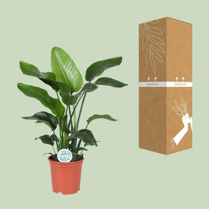 Baum-Strelitzie – Strelitzia Nicolai – Zimmerpflanze – Ø21cm – ca. 80cm hoch – exotische Paradiesvogelblume mit großen Blättern – pflegeleichte tropische Dekopflanze