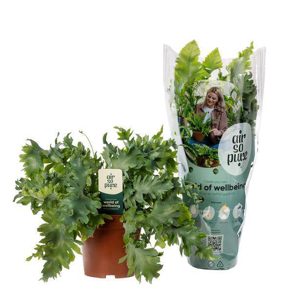 Goldtüpfelfarn Phlebodium Davana – Zimmerpflanze – Ø12cm – ↕35cm – Luftreinigender Farn – Pflegeleicht & dekorativ