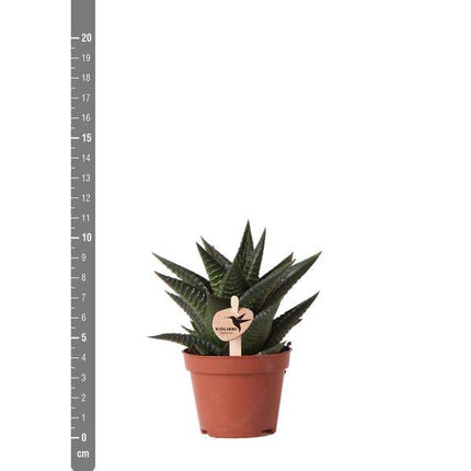 Sukkulente Haworthia Limifolia – Grüne Zimmerpflanze – Ø6cm – Pflegeleicht & Dekorativ – Perfekt für helle Standorte