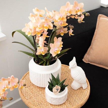 Orchideen Überraschungsbox – 4 Pflanzen Ø9cm – Frische Phalaenopsis Orchideen direkt vom Züchter – Pflegeleichte Zimmerpflanzen ohne Übertopf – Überraschungs-Mix