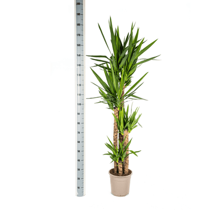 Riesen-Palmlilie - Yucca Elephantipes - Zimmerpflanze - Ø27cm - ↕160cm – Pflegeleicht & robust