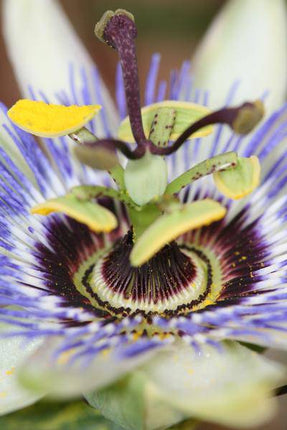 Passionsblume Blau – Passiflora caerulea – Ø15cm – ca. 65cm hoch – Winterharte Kletterpflanze mit exotischen Blüten – Für Pergola, Zaun & Rankgitter