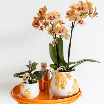 Calathea Makoyana – Pfauen – Korbmarante – Ø6cm – Luftreinigende Zimmerpflanze mit exotischem Blattmuster – Tropische Grünpflanze für Innenräume