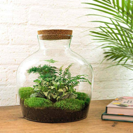 Flaschengarten DIY Set Fat Joe Grün ↕30cm – pflegeleichter Flaschengarten im Glas, Pflanzen Terrarium für Wohnzimmer & Büro