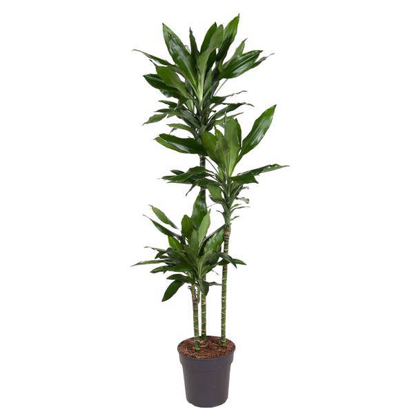Drachenbaum – Dracaena Janet Lind 160cm – Ø24cm – Elegante Zimmerpflanze mit dunkelgrünen Blättern – Pflegeleichte Grünpflanze für Wohnzimmer, Büro & Wintergarten