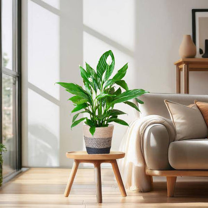 Scheidenblatt – Spathiphyllum – ↕80 cm – Ø21 cm-Topf + Schwarzer Korb „Lissabon“ – Luftreinigende Zimmerpflanze mit weißen Blüten – Pflegeleicht