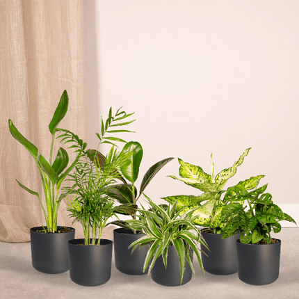Pflanzen Überraschungsbox Ø12cm – pflegeleichtes Pflanzen Set für Urban Jungle, Fensterbank, Wohnzimmer & Büro
