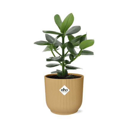 Balsamapfel – Clusia Princess – dekorative Zimmerpflanze – pflegeleicht & robust – Ø14cm – mit Vibes Fold Gelb Übertopf