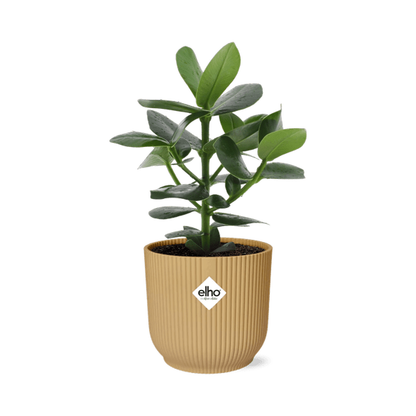 Balsamapfel – Clusia Princess – dekorative Zimmerpflanze – pflegeleicht & robust – Ø14cm – mit Vibes Fold Gelb Übertopf