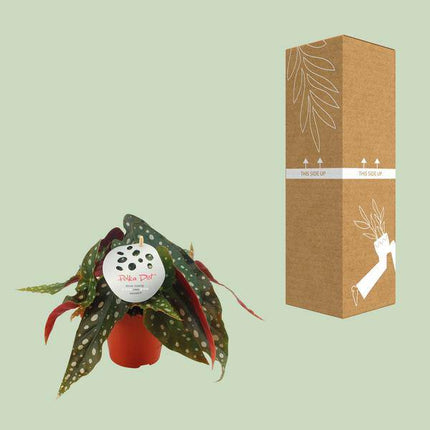 Forellenbegonie – Begonia Maculata – Zimmerpflanze – Ø12cm – ↕20cm – Dekorative Grünpflanze mit gepunkteten Blättern – Pflegeleicht & auffällig