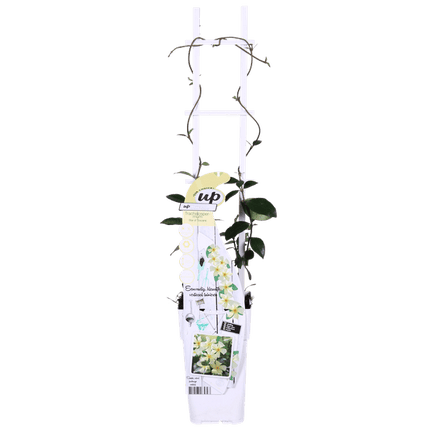 Sternjasmin Trachelospermum 'Star of Toskana' – Gelb – Immergrüne Kletterpflanze – ca. 65cm Höhe – Duftender mediterraner Jasmin für Terrasse & Balkon