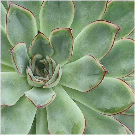Sukkulente – Echeveria pulidonis Rootless – Ø20cm Schale Weiß – Zimmerpflanze ohne Wurzeln – Pflegeleichte Schnitt