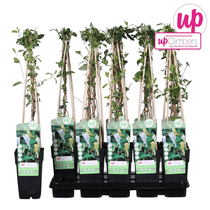 Gelbbunte Geißschlinge – Lonicera japonica ‘Halliana’ – Ø15cm x ↕65cm – Weiß – gelbe, stark duftende Kletterpflanze