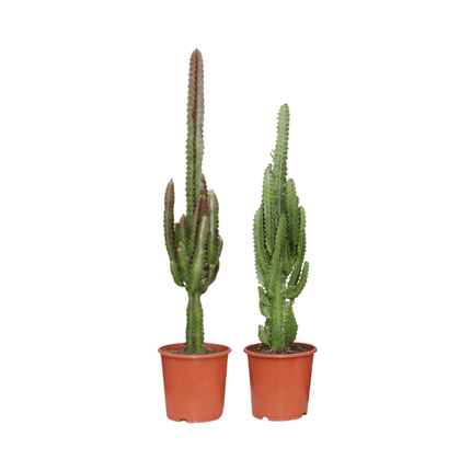 Euphorbia Grün Rot – Wolfsmilch – Zimmerpflanze – 2 Pflanzen – Ø17cm – ↕75cm – pflegeleichte Exoten für Wohnzimmer Büro oder Balkon
