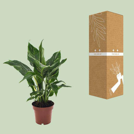 Einblatt Spathiphyllum Diamant – Friedenslilie Zimmerpflanze Ø12cm ↕40cm – pflegeleichte luftreinigende Grünpflanze mit weißen Blüten für Wohnzimmer Büro & Schlafzimmer