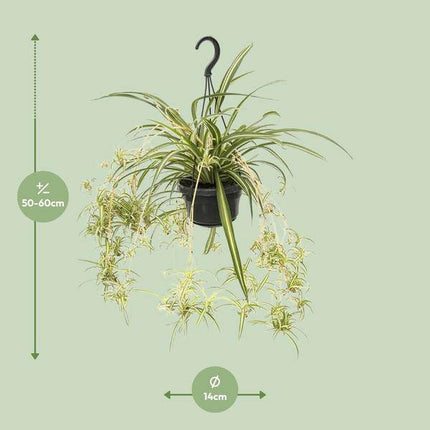 Grünlilie Chlorophytum Comosum Variegatum – Ø14cm – ↕55cm – Pflegeleichte Zimmerpflanze mit luftreinigender Wirkung – Buntblättrige Spinnenpflanze für Wohnzimmer, Büro & Schlafzimmer