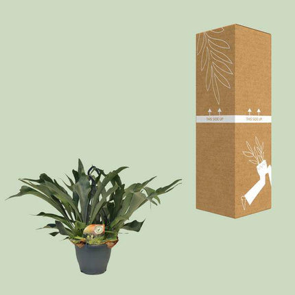 Geweihfarn – Platycerium bifurcatum – Hirschgeweihfarn – Ø21cm – Höhe ca. 50cm – Pflegeleichte tropische Zimmerpflanze – Exotischer Farn für Innenräume