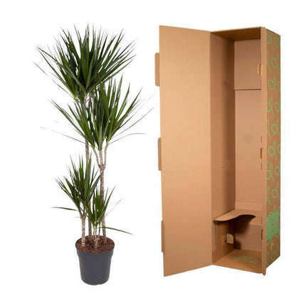 Drachenbaum – Dracaena Marginata 160cm – Ø27cm – Zimmerpflanze mit grünen Blättern & roten Rändern – In braunem Design-Topf – Pflegeleichte Dekopflanze für Wohnzimmer, Büro & Wintergarten