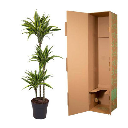 Drachenbaum Zimmerpflanze Ø24cm ↕140cm – pflegeleichte Grünpflanze für Wohnzimmer, Büro & helle Standorte kaufen
