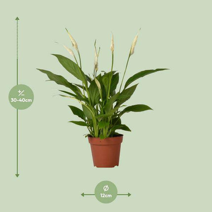 Einblatt – Spathiphyllum Bingo Cupido – Zimmerpflanze – Ø12 cm Topf – ca. 45 cm hoch – Luftreinigend – Weiße Blüten – Pflegeleicht & Tropisch