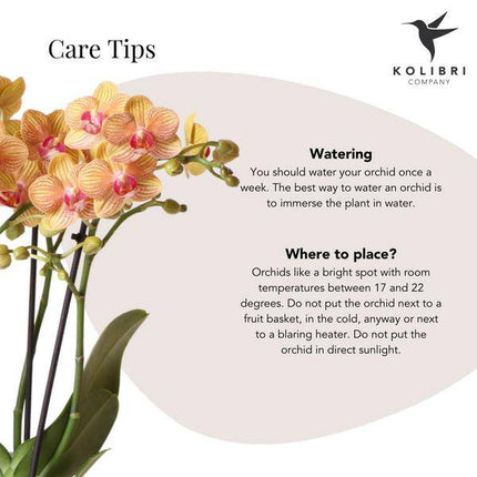 Phalaenopsis Orchidee Orange mit Grünpflanze im Candy Ziertopf auf weißem Bio-Tablett – Zimmerpflanzen Set – Geschenkidee – Dekoration