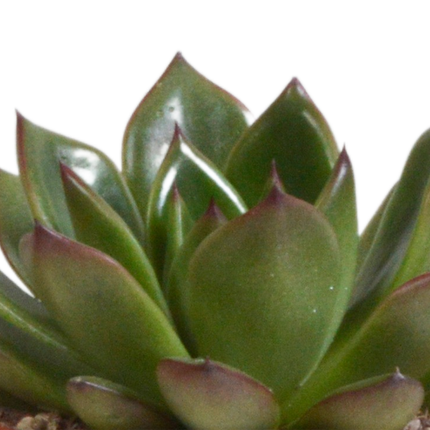 Echeveria Mix – Steinrose 3 Pflanzen – Ø8,5cm Zimmerpflanzen im Terrakotta – Topf – Verschiedene farbige Sukkulenten – Pflegeleichte Mini