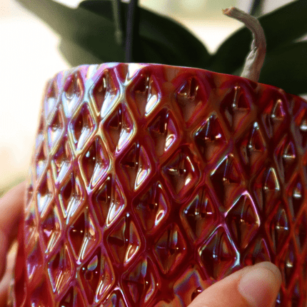 Phalaenopsis Orchidee ‘Congo’ Rot – Zimmerpflanze mit 2–3 Blütenstielen – Im Diamond Pearl Ziertopf Rot Ø9cm – Multiflora-Orchidee für modernes Interieur