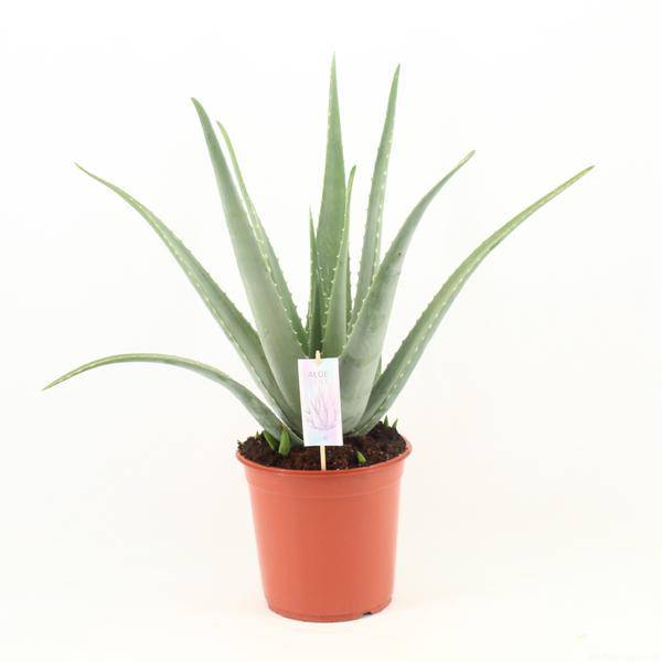 Echte Aloe Vera – Ø24cm – ca.70cm Zimmerpflanze – Große Sukkulente mit fleischigen Blättern