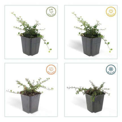 Cotoneaster prostratus 'Königin der Teppiche' – Teppichmispel – Ø9cm – ↕10-25cm – 12 Pflanzen – Winterharter Bodendecker mit Blüten & Beeren