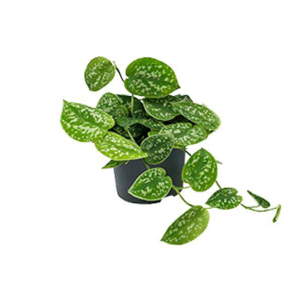 Efeutute Scindapsus Pictus Zimmerpflanze Ø12cm ↕20cm – pflegeleichte Grünpflanze für Wohnzimmer, Büro & helle Standorte kaufen
