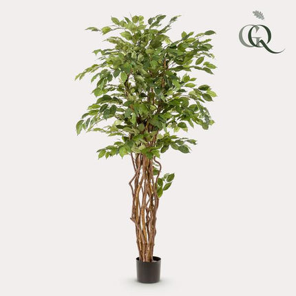 Ficus Liana – Künstliche Zimmerpflanze – ↕170cm – Realistische Stiefmütterchen – Pflanze – Dekoration für Wohnzimmer, Flur & Wintergarten