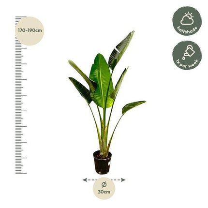 Baum – Strelitzie – Strelitzia Augusta – Weißer Paradiesvogel – Zimmerpflanze – 180cm – Ø30cm – Tropische Grünpflanze für Wohnzimmer und Büro