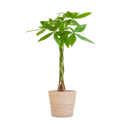 Pachira Aquatica 80cm – Glückskastanie Zimmerpflanze Ø21cm im naturfarbenen Seegras – Korb Sofia – Geldbaum mit geflochtenem Stamm