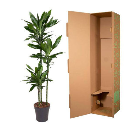 Drachenbaum – Dracaena Janet Lind 160cm – Ø24cm – Elegante Zimmerpflanze mit dunkelgrünen Blättern – Pflegeleichte Grünpflanze für Wohnzimmer, Büro & Wintergarten