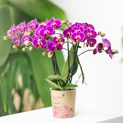 Phalaenopsis Orchidee Lilac Morelia – Zimmerpflanze – Ø9cm – Fliederfarbene Blütenpracht